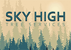 Sky High Tree